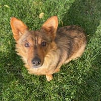 Ben, 5 Jahre alt, Hund zur Adoption