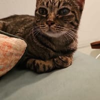 süße Gwendola in Mannheim (ALM), Katze zur Adoption