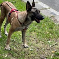 Liebevolle Malinois Mischlings Hündin, Hündin zur Adoption