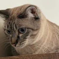 verschmuste Xena, bereits bei Aachen, Katze zur Adoption