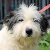 Isamu - hübscher Wuschelrüde, Hund zur Adoption