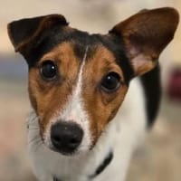 Kleiner CLIO sucht Zuhause, Hund zur Adoption