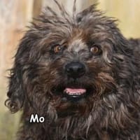 MO, Hund zur Adoption