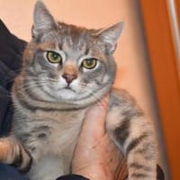 Verspielter Rubino sucht sein Zuhause, Kater zur Adoption