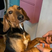 SPIROS - verschmust und anhänglich, Hund zur Adoption