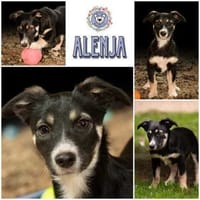 ALENJA * klein süß sportlich, Hündin zur Adoption