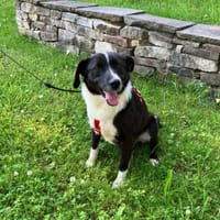 Pfote sucht Herz, Hündin zur Adoption