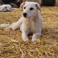 Sanfte Seele Paula, Hündin zur Adoption