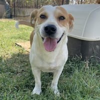 Christoph - ein liebenswertes Unikum, Hund zur Adoption