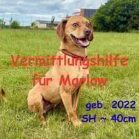 Marlow - Vermittlungshilfe, Hund zur Adoption