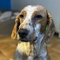 DALIA - verschmust und lernwillig, Hündin zur Adoption