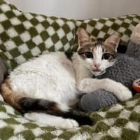 Luna - die Wandelbare, Katze zur Adoption
