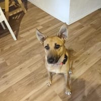 Pflegestelle für Hund Emmy gesucht, Hündin zur Adoption