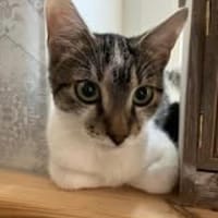 🐱❤Tarzan sucht sein Zuhause🐱❤, Kater zur Adoption