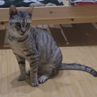 Liebe Tonja sucht ihre Menschen, Katze zur Adoption