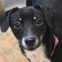 Welpenkind COCO, Hündin zur Adoption