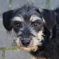 Zuckersüße CASEY, Hündin zur Adoption