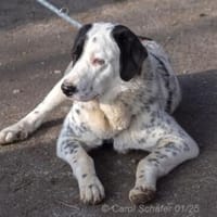 Pepita hat ein Herz aus Gold, Hündin zur Adoption