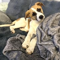 Lolly ein tolles liebes Mädchen, Hündin zur Adoption