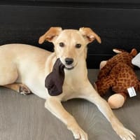 Ajala sucht ihre Lieblingsmenschen, Hündin zur Adoption