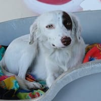 Moly - warmherziges Mädchen - VORGEMERKT, Hündin zur Adoption