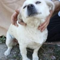 Tereza 36 cm (Pflegestelle), Hündin zur Adoption