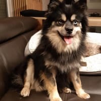 Karkusa in 27478 Cuxhaven #, Hündin zur Adoption