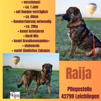 Die liebe 💕Raija 💕sucht ihre Menschen, Hündin zur Adoption