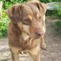 Bambi-freundlich,verspielt und agil, Hund zur Adoption