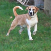 Bento - liebevolle Familie gesucht, Hund zur Adoption
