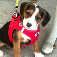 Emilia, freundlich und zauberhaft sucht, Hündin zur Adoption