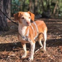 RAMA - liebevolle unkomplizierte Seele, Hündin zur Adoption