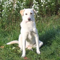 Lotta - Familie mit Herz gesucht, Hündin zur Adoption