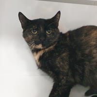 QUINN CHA, chatte à adopter