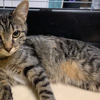 Idylle [Chaton], chatte à adopter