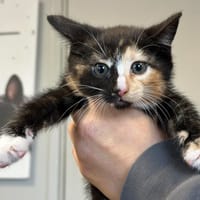 LITCHIE, chatte à adopter