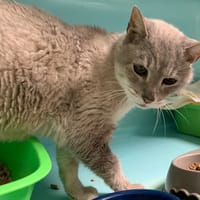 Christmas, chat à adopter