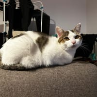 TOURMALINE, chatte à adopter