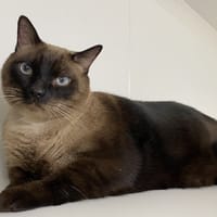 NATSOU, chat à adopter