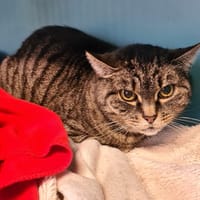 TITOUNE, chatte à adopter