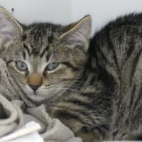 BIANCA, chatte à adopter