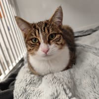 Jonas, chat à adopter