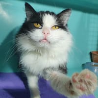 MEG CHA, chatte à adopter