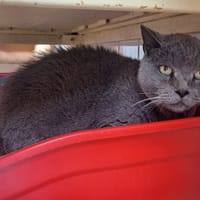 FIEL, chat à adopter