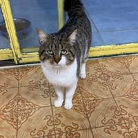 Pompon, chat à adopter