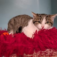 DASHA, chatte à adopter