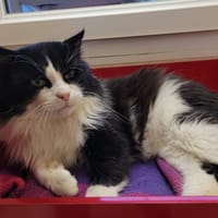 FERRERO PAB28312, chat à adopter