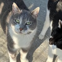 CASPER, chat à adopter