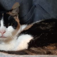 Musaraigne, chatte à adopter