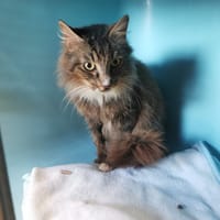 TEMPO, chat à adopter